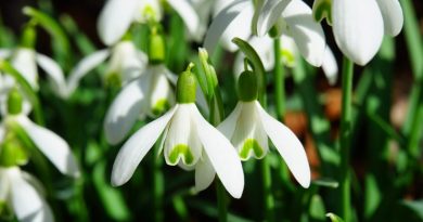 snowdrops, flowers, white flowers